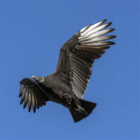 Black Vulture Flying Photograph By William Bitman Pixels