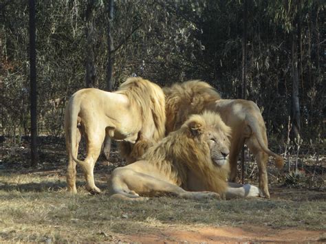 Lion And Safari Park Johannesburg Start Your Tour In South Africa Here
