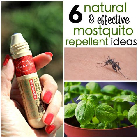 6 Natural Mosquito Repellent Ideas Natural Mosquito Repellant