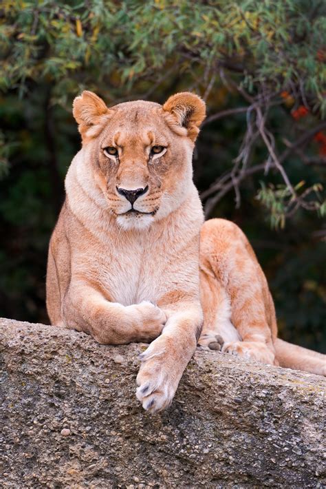 Pretty Lioness Posing On The Rock One Of Both Lioness Lyin Flickr