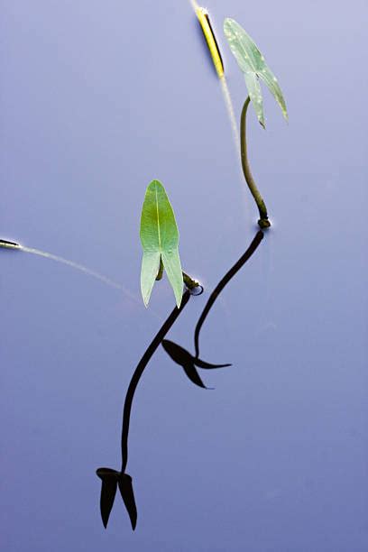 Sagittaria Plante Aquatique Banque Dimages Et Photos Libres De Droit