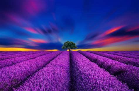 Lavender Field Sunset Hd Wallpaper Background Image 1920x1263