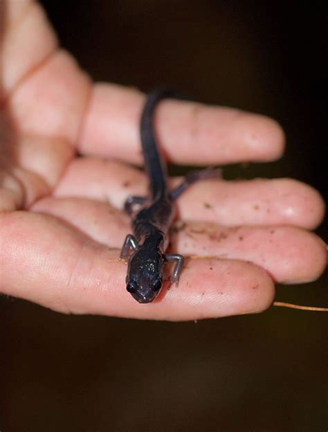 Study Shows How Salamanders Harness Limb Regeneration To Buffer Selves