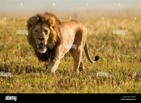 Male Lion Hunting In Ngorongoro Crater Serengeti National Park