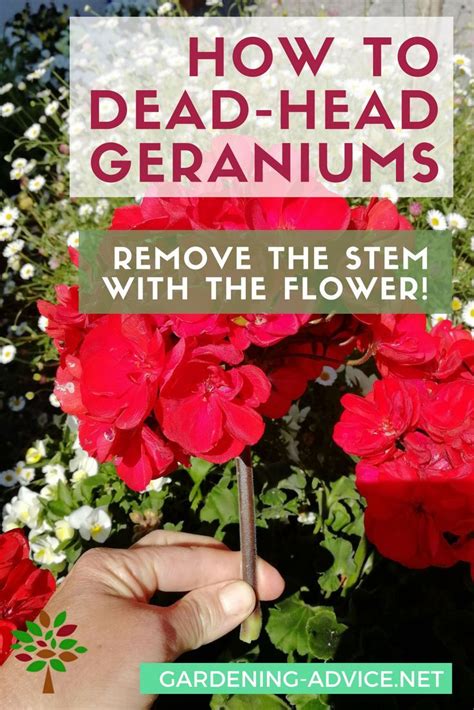 How To Plant A Veggie Garden Geranium Care Container Gardening