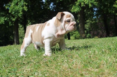 English Bulldog Puppies For Sale Orlando Fl 333396