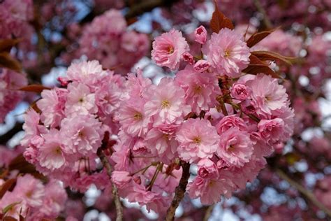Cuidados Del Prunus Serrulata Kanzan El Cerezo Japonés Más Popular