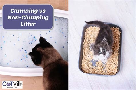 Clumping Vs Non Clumping Litter Which Is Best For Your Cat