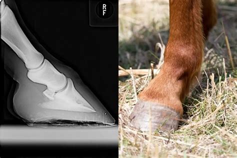 View Of A Normal Horse Foot Radiograph Versus Navicular Best Horse Rider