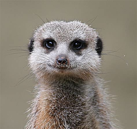 Meerkat Portrait By Jenny Brice Redbubble