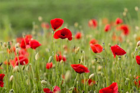 How To Grow And Care For Oriental Poppy