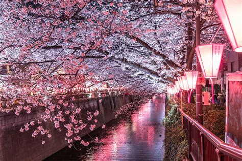Où Et Quand Voir Les Cerisiers En Fleur à Tokyo En 2024 Site