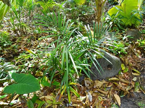 Sabinaria magnifica in Central Florida, some cold ...