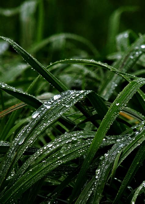 plant wapgreen raindrops http://blog.picsart.com/post/p...