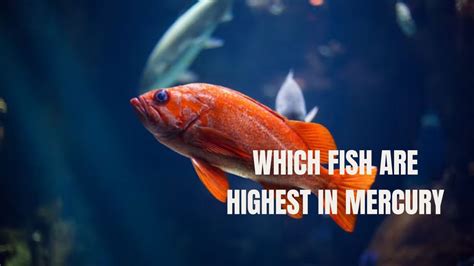 Which Fish Are Highest In Mercury