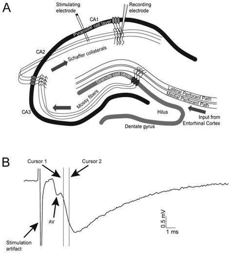 A Illustration Of The Tri Synaptic Hippocampal Circuit And Placement
