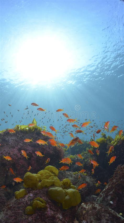 Rays Of Sunlight Shining Into Sea Underwater View Stock Image Image