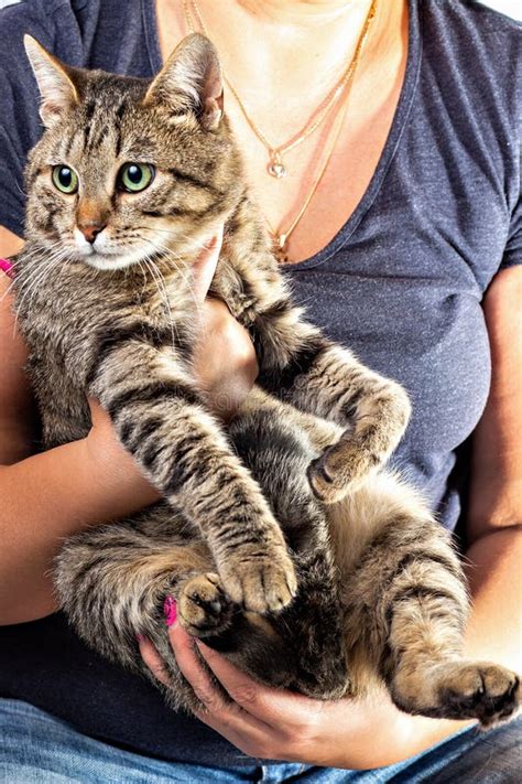 Tabby Cat Sits In The Arms Of The Girl Stock Image Image Of Hugging