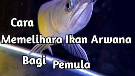 Perawat ikan arwana di akuarium terkadang sulit terkadang mudah. Cara Memelihara Ikan Arwana di Aquarium Bagi Pemula - YouTube