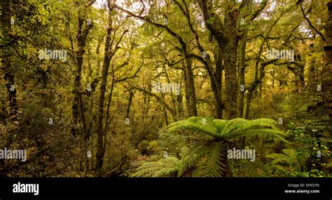 Dense Forest New Zealand Stock Photos And Dense Forest New Zealand Stock