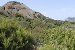 Garrigue et maquis | Parc national des calanques