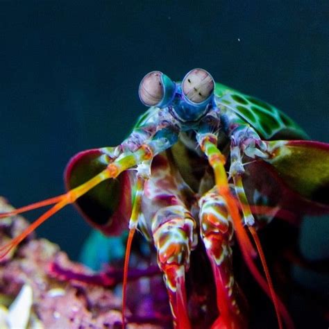Oceana On Instagram “this Tiny Peacock Mantis Shrimp Packs A Huge