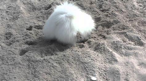 Hund Buddelt Im Sand Süß Youtube
