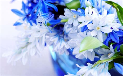 Blue Flowers With White Background