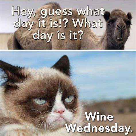It's only wednesday…hang in there! wednesday funny work quotes. Pin by TraceyJean on GrUmPy CaT (ˆ ˆ) | Funny wednesday ...
