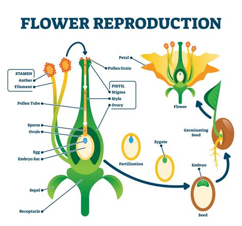 Class 7 Science Chapter 12 Reproduction In Plants Complete Notes Cbse Class Notes Online