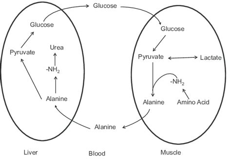 The Glucosealanine Cycle Alanine Is Synthesized In Muscle By