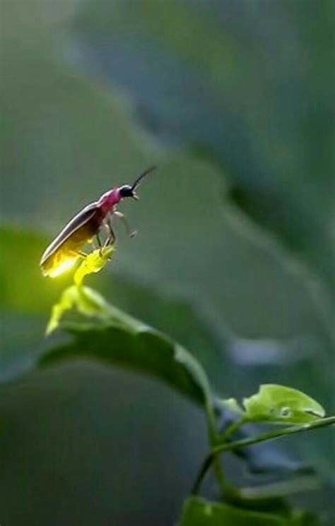 67 Best Firefly Bugs Images On Pinterest Fireflies Glow Worms And
