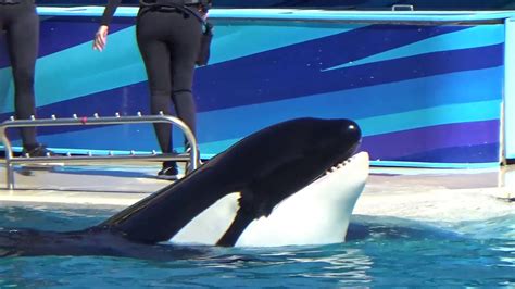 Killer Whales Up Close Clipped Show Seaworld San Diego 10152016