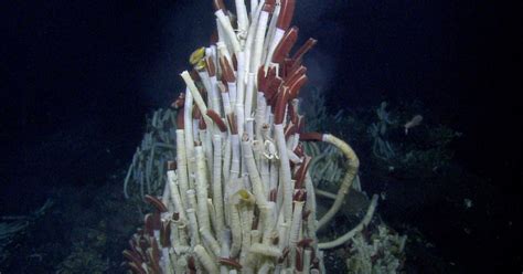 Giant Tube Worms Of The Galapagos Nautilus Live