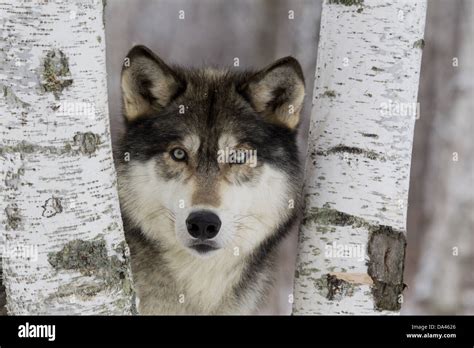 Grey Wolf Canis Lupus Adult Close Up Of Head Looking Out From