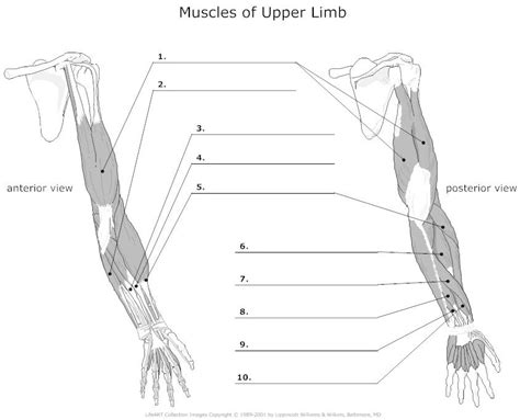 Muscles Of Upper Limb Unlabeled Muscles Of Upper Limb Arm Muscle
