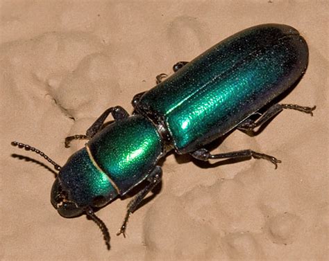 Green Metallic Beetle Biological Science Picture Directory