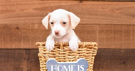 Person adopting dog may not have surrendered a dog to our group, or an affiliate rescue organization. #966-20 | Lifeline Puppy Rescue - Brighton, Colorado