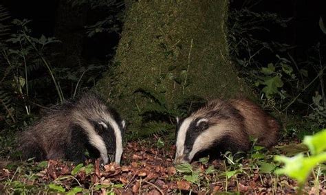 Poll Should The Badger Cull In The Uk Be Extended Focusing On Wildlife