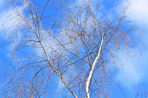 White Birch Tree Trunk Branch Free Photo On Pixabay Pixabay