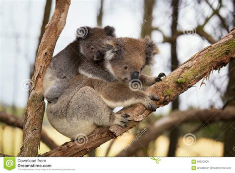 Australia Baby Koala Bear And Mom Stock Image Image Of