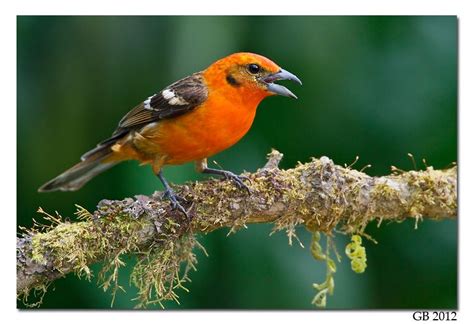 Flame Colored Tanager Painted Bunting Beautiful Birds Birds