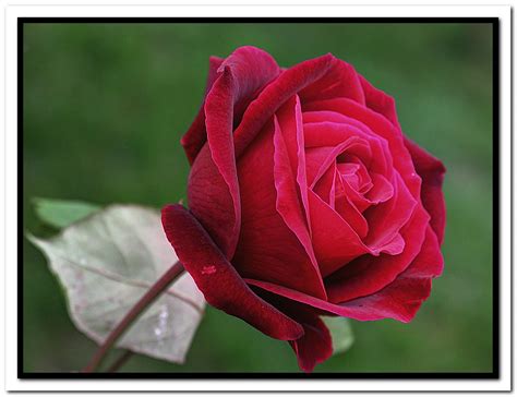 Rosa Rossa In Hdr Foto Immagini Piante Fiori E Funghi Casa