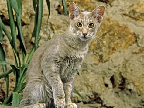 Oriental Longhair Cat Breed Info Characteristics And Temperament