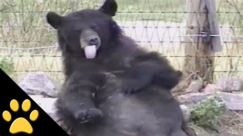 Bears Are Awesome Compilation Youtube