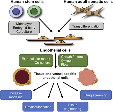 Generation Of Endothelial Cells From Human Pluripotent Stem Cells