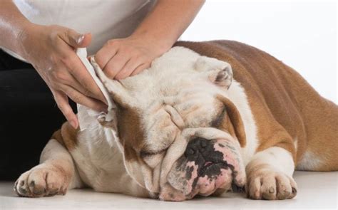 Otohematoma En Perros Mi Mascota Tiene La Oreja Hinchada Mascota Y Salud