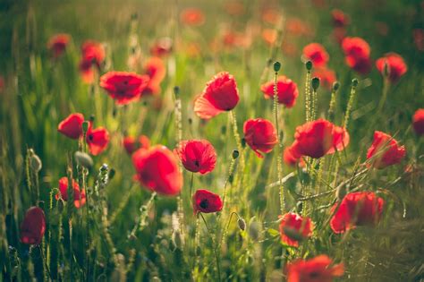 X Flowers Poppies Wallpaper Coolwallpapers Me