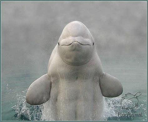 The Beluga Blog Animales Bonitos Animales Hermosos Ballena Beluga