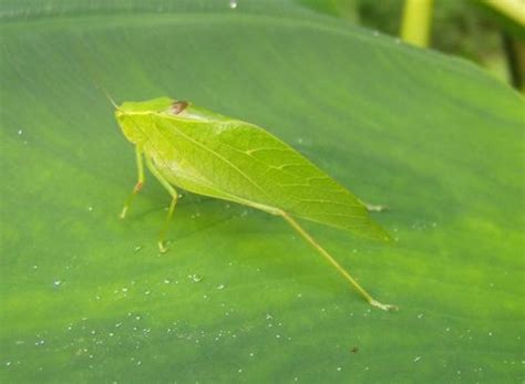 A Green Insect That Looks Like A Bit Like Leaves